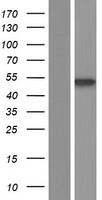 CTBP2 Protein - Western validation with an anti-DDK antibody * L: Control HEK293 lysate R: Over-expression lysate