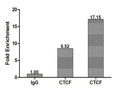 CTCF Antibody - Chromatin Immunoprecipitation Hela (1.2*10E6) were cross-linked with formaldehyde, sonicated, and immunoprecipitated with 4µg anti-CTCF or a control normal rabbit IgG. The resulting ChIP DNA was quantified using real-time PCR with primers (CTCF) against the H19ICR promoter.