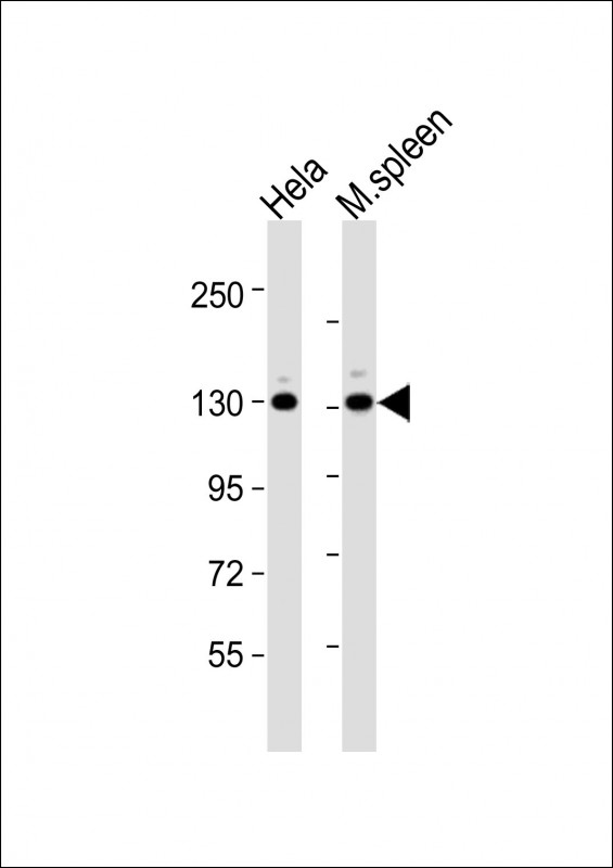 CTCF Antibody - All lanes: Anti-CTCF Antibody (N-Term) at 1:2000 dilution. Lane 1: HeLa whole cell lysates. Lane 2: mouse spleen lysates Lysates/proteins at 20 ug per lane. Secondary Goat Anti-Rabbit IgG, (H+L), Peroxidase conjugated at 1:10000 dilution Predicted band size: 83 kDa. Blocking/Dilution buffer: 5% NFDM/TBST.