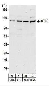 CTCF Antibody - Detection of Mouse CTCF by Western Blot. Samples: Whole cell lysate (50 ug) from CT26.WT, 4T1, Renca, and TCMK-1 cells. Antibodies: Affinity purified rabbit anti-CTCF antibody used for WB at 0.2 ug/ml. Detection: Chemiluminescence with an exposure time of 30 seconds.
