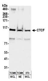 CTCF Antibody - Detection of mouse CTCF by western blot. Samples: Whole cell lysate (WCL) or Nuclear Extract (NE) (50 µg) from TCMK-1 and NIH 3T3 cells prepared using NETN lysis buffer. Antibody: Affinity purified rabbit anti-CTCF antibody used for WB at 0.1 µg/ml. Detection: Chemiluminescence with an exposure time of 10 seconds.