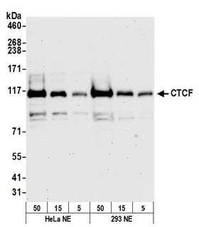 CTCF Antibody - Detection of human CTCF by western blot. Samples: Nuclear extract (50, 15, 5 µg) from HeLa and HEK293T cells prepared using NETN lysis buffer. Antibody: Affinity purified rabbit anti-CTCF antibody used for WB at 0.1 µg/ml. Detection: Chemiluminescence with an exposure time of 30 seconds.