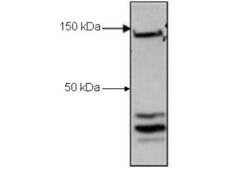 CTCF Antibody - Western Blot of rabbit Anti-CTCF antibody. Lane 1: H929 nuclear cell lysates. Load: 30 µg per lane. Primary antibody: CTCF antibody at 1.2 µg/mL for overnight at 4°C. Secondary antibody: rabbit secondary antibody at 1:5,000 for 45 min at RT. Block: 3% BSA overnight at 4°C. Predicted/Observed size: 82.8 kDa or 150 kDa for CTCF. Other band(s): CTCF splice variants.