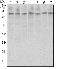 CTCF Antibody - Western blot using CTCF mouse monoclonal antibody against A31 (1), MCF-7 (2), HeLa (3), HCT116 (4), Jurkat (5), NIH/3T3 (6), and Cos7 (7) cell lysate.