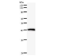 CTCF Antibody - Western blot analysis of immunized recombinant protein, using anti-CTCF monoclonal antibody.