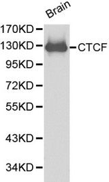 CTCF Antibody - Western blot of CTCF pAb in extracts from mouse brain tissue.