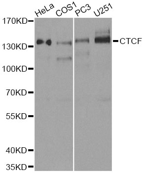 CTCF Antibody - Western blot analysis of extracts of various cell lines, using CTCF antibody at 1:500 dilution. The secondary antibody used was an HRP Goat Anti-Rabbit IgG (H+L) at 1:10000 dilution. Lysates were loaded 25ug per lane and 3% nonfat dry milk in TBST was used for blocking.