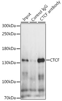 CTCF Antibody - Immunoprecipitation analysis of 200ug extracts of HeLa cells, using 3 ug CTCF antibody. Western blot was performed from the immunoprecipitate using CTCF antibodyat a dilition of 1:1000.