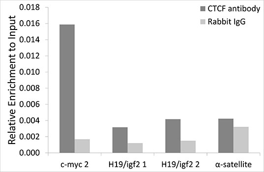 CTCF Antibody - Chromatin immunoprecipitation analysis extracts of HCT116 cells, using CTCF antibodyand rabbit IgG. The amount of immunoprecipitated DNA was checked by quantitative PCR. Histogram was constructed by the ratios of the immunoprecipitated DNA to the input.