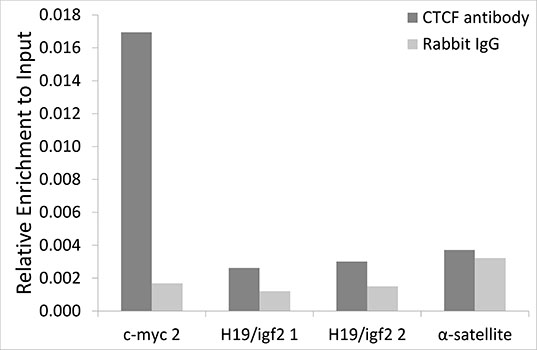 CTCF Antibody - Chromatin immunoprecipitation analysis extracts of HCT116 cells, using CTCF antibody and rabbit IgG. The amount of immunoprecipitated DNA was checked by quantitative PCR. Histogram was constructed by the ratios of the immunoprecipitated DNA to the input.