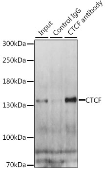 CTCF Antibody - Immunoprecipitation analysis of 200ug extracts of HeLa cells, using 3 ug CTCF antibody. Western blot was performed from the immunoprecipitate using CTCF antibody at a dilition of 1:1000.