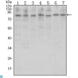 CTCF Antibody - Western Blot (WB) analysis using CTCF Monoclonal Antibody against A31 (1), MCF-7 (2), HeLa (3), HCT116 (4), Jurkat (5), NIH/3T3 (6), and Cos7 (7) cell lysate.