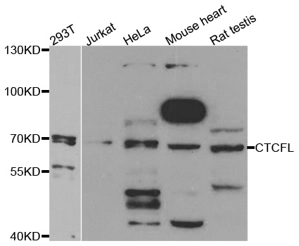CTCFL / BORIS Antibody - Western blot analysis of extracts of various cell lines, using CTCFL antibody.