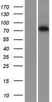 CTCFL / BORIS Protein - Western validation with an anti-DDK antibody * L: Control HEK293 lysate R: Over-expression lysate