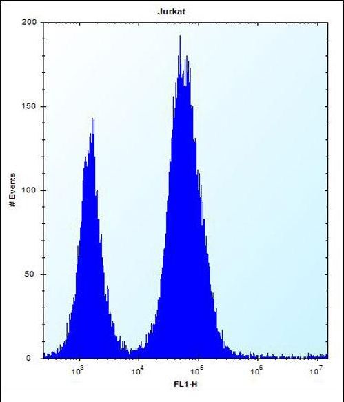 CTDNEP1 / DULLARD Antibody - DULLARD Antibody flow cytometry of Jurkat cells (right histogram) compared to a negative control cell (left histogram). FITC-conjugated donkey-anti-rabbit secondary antibodies were used for the analysis.