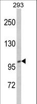 CTDP1 / FCP1 Antibody - Western blot of CTDP1 Antibody in 293 cell line lysates (35 ug/lane). CTDP1 (arrow) was detected using the purified antibody.
