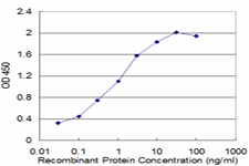 CTDP1 / FCP1 Antibody - Detection limit for recombinant GST tagged CTDP1 is approximately 0.03 ng/ml as a capture antibody.