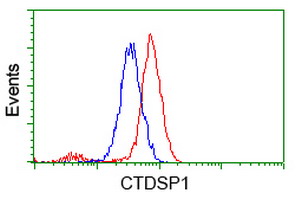 CTDSP1 / SCP1 Antibody - Flow cytometry of HeLa cells, using anti-CTDSP1 antibody (Red), compared to a nonspecific negative control antibody (Blue).