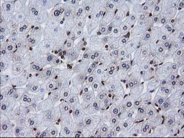 CTDSP1 / SCP1 Antibody - IHC of paraffin-embedded Human liver tissue using anti-CTDSP1 mouse monoclonal antibody.