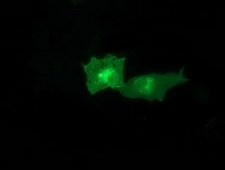 CTDSP1 / SCP1 Antibody - Anti-CTDSP1 mouse monoclonal antibody immunofluorescent staining of COS7 cells transiently transfected by pCMV6-ENTRY CTDSP1.