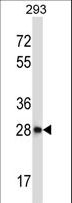 CTDSP2 Antibody - CTDSP2 Antibody western blot of 293 cell line lysates (35 ug/lane). The CTDSP2 antibody detected the CTDSP2 protein (arrow).