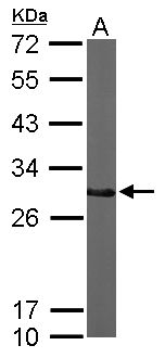 CTDSP2 Antibody - Sample (50 ug of whole cell lysate). A: Mouse brain. 12% SDS PAGE. CTDSP2 antibody diluted at 1:1000.