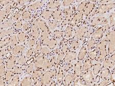 CTDSP2 Antibody - Immunochemical staining of human CTDSP2 in human kidney with rabbit polyclonal antibody at 1:100 dilution, formalin-fixed paraffin embedded sections.