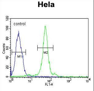 CTDSPL Antibody - CTDSPL Antibody flow cytometry of HeLa cells (right histogram) compared to a negative control cell (left histogram). FITC-conjugated goat-anti-rabbit secondary antibodies were used for the analysis.