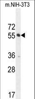 CTDSPL2 Antibody - CTDSPL2 Antibody western blot of mouse NIH-3T3 cell line lysates (35 ug/lane). The CTDSPL2 antibody detected the CTDSPL2 protein (arrow).