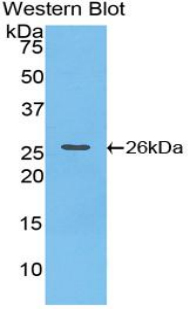CTF1 / Cardiotrophin-1 Antibody - Western blot of recombinant CFT1 / CT-1 / Cardiotrophin-1.  This image was taken for the unconjugated form of this product. Other forms have not been tested.