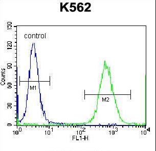 CTF1 / Cardiotrophin-1 Antibody - CTF1 Antibody flow cytometry of K562 cells (right histogram) compared to a negative control cell (left histogram). FITC-conjugated donkey-anti-rabbit secondary antibodies were used for the analysis.
