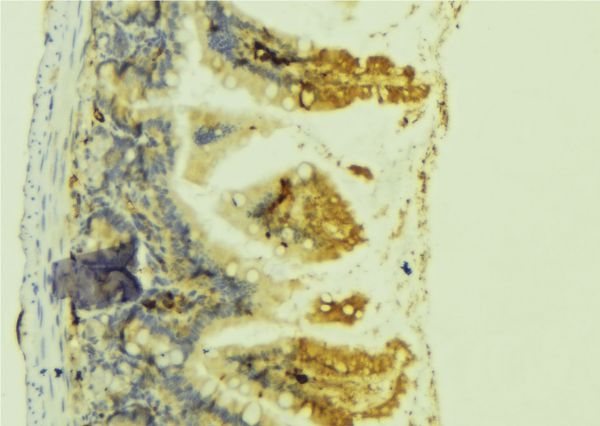 CTF1 / Cardiotrophin-1 Antibody - 1:100 staining mouse colon tissue by IHC-P. The sample was formaldehyde fixed and a heat mediated antigen retrieval step in citrate buffer was performed. The sample was then blocked and incubated with the antibody for 1.5 hours at 22°C. An HRP conjugated goat anti-rabbit antibody was used as the secondary.