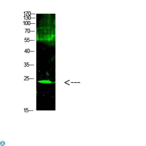 CTF1 / Cardiotrophin-1 Antibody - Western Blot analysis of mouse heart cells using primary antibody diluted at 1:500 (4°C overnight) . Secondary antibody: Goat Anti-rabbit IgG IRDye 800 (diluted at 1:5000, 25°C, 1 hour).