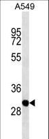 CTG-B45d / THAP11 Antibody - THAP11 antibody western blot of A549 cell line lysates (35 ug/lane). The THAP11 antibody detected the THAP11 protein (arrow).