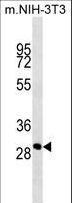 CTG-B45d / THAP11 Antibody - THAP11 antibody western blot of mouse NIH-3T3 cell line lysates (35 ug/lane). The THAP11 antibody detected the THAP11 protein (arrow).