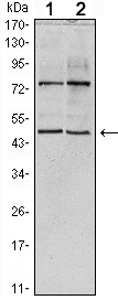 CTG-B45d / THAP11 Antibody - Western blot using THAP11 mouse monoclonal antibody against HeLa (1) and NTERA-2 (2) cell lysate.