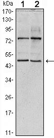 CTG-B45d / THAP11 Antibody - THAP11 Antibody in Western Blot (WB)