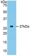 CTGF Antibody - Western Blot; Sample: Recombinant CTGF, Ovine.