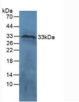 CTGF Antibody - Western Blot; Sample: Ovine Brain Tissue.