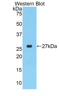 CTGF Antibody - Western blot of recombinant CTGF.  This image was taken for the unconjugated form of this product. Other forms have not been tested.