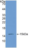 CTGF Antibody - Western Blot; Sample: Recombinant CTGF, Mouse.