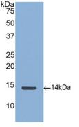 CTGF Antibody - Western Blot; Sample: Recombinant CTGF, Human.