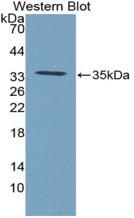 CTGF Antibody - Western Blot; Sample: Recombinant protein.