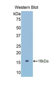 CTGF Antibody - Western blot of recombinant CTGF.  This image was taken for the unconjugated form of this product. Other forms have not been tested.