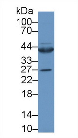 CTGF Antibody - Western Blot; Sample: Rat Heart lysate; Primary Ab: 1µg/ml Rabbit Anti-Human CTGF Antibody Second Ab: 0.2µg/mL HRP-Linked Caprine Anti-Rabbit IgG Polyclonal Antibody