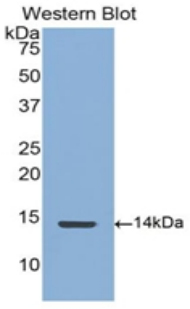 CTGF Antibody - Western blot of recombinant CTGF.  This image was taken for the unconjugated form of this product. Other forms have not been tested.
