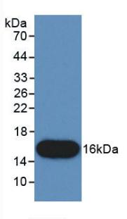 CTGF Antibody - Western Blot; Sample: Recombinant CTGF, Human.