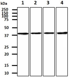CTGF Antibody - The cell lysates (40ug) were resolved by SDS-PAGE, transferred to PVDF membrane and probed with anti-human CTGF antibody (1:1000). Proteins were visualized using a goat anti-mouse secondary antibody conjugated to HRP and an ECL detection system. Lane 1.: Jurkat cell lysate Lane 2.: A549 cell lysate Lane 3.: U87MG cell lysate Lane 4.: A427 cell lysate