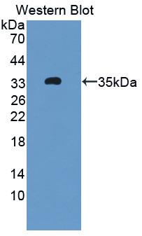 CTGF Antibody - Western Blot; Sample: Recombinant protein.