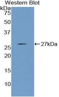 CTH / Cystathionase Antibody - Western blot of recombinant CTH.  This image was taken for the unconjugated form of this product. Other forms have not been tested.